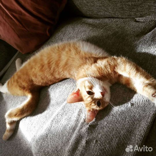 Классный рыжий кот ищет дом