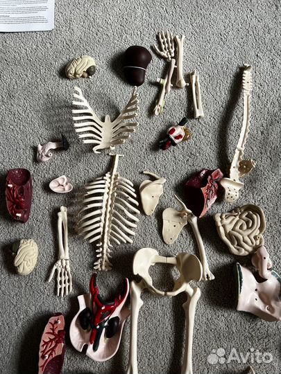 Скелет человека, Edu Science lab