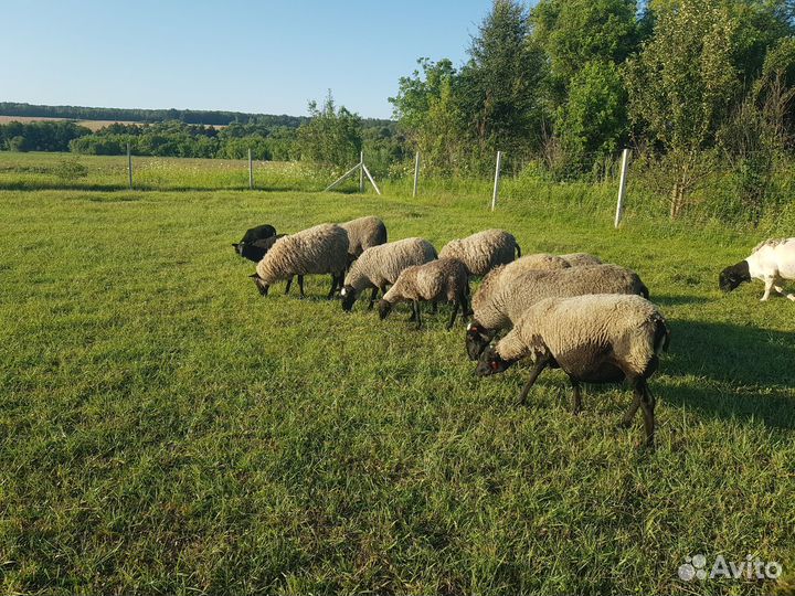 Овцы бараны ягнята