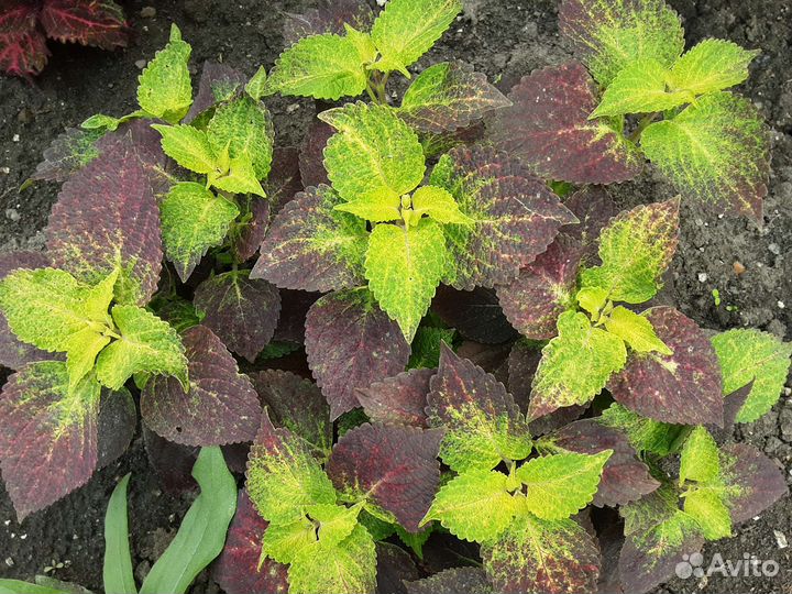 Колеус Burning Bush, Craclin Rose, Avatar и др