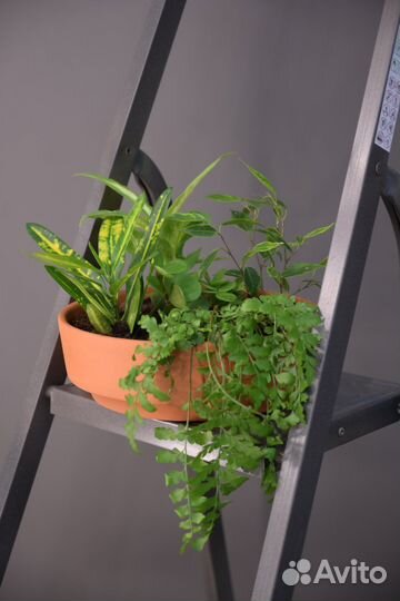 Растения в кашпо