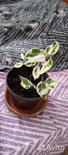 Фикус бенджамина