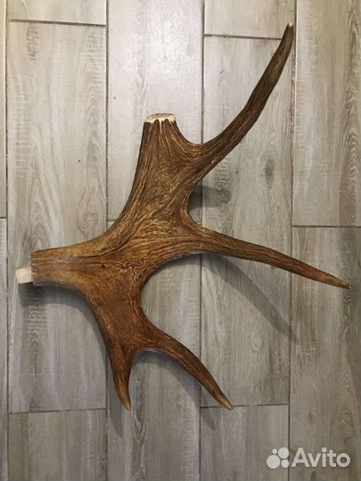 Продам рога лося