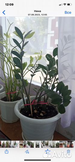 Комнатные цветы