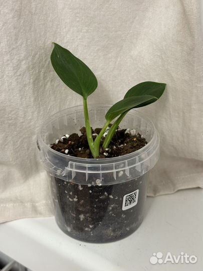 Филодендрон биркин