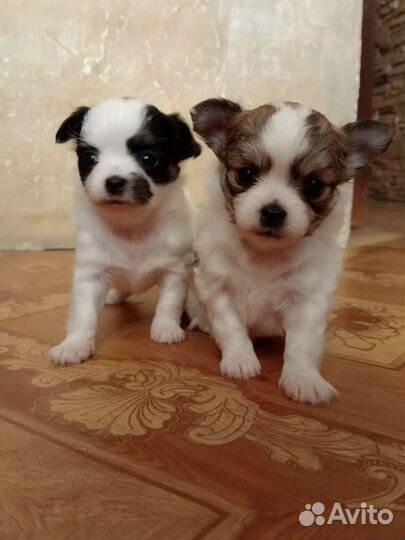 Щенки чихуахуа девочки