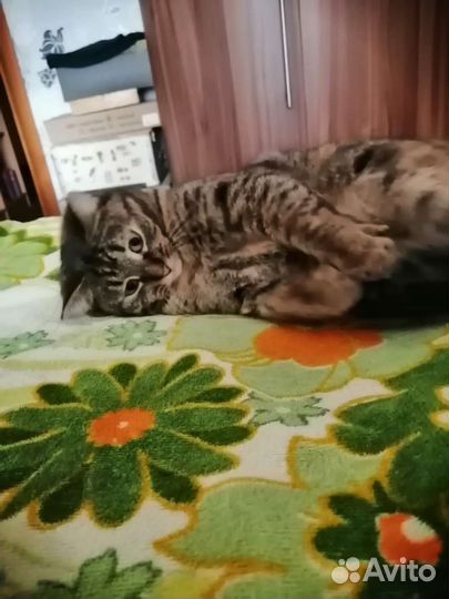 Кошка в дар