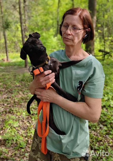 Паттердейл терьер