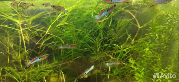 Гуппи эндлера