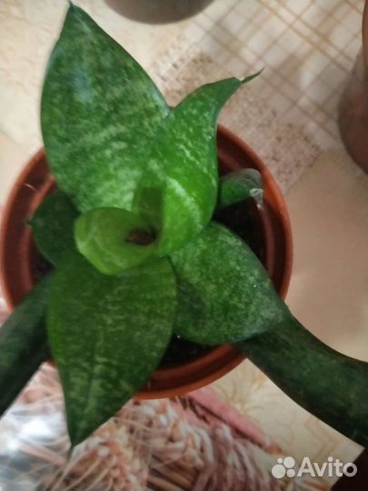 Сансевиерия (тещин язык)