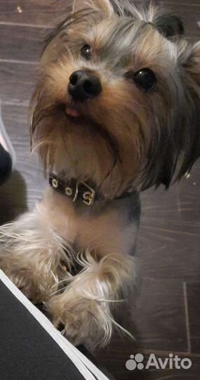 Йоркширский терьер мини вязка