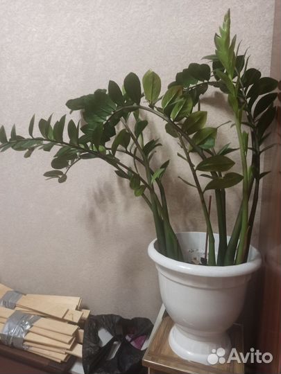 Замиокулькас