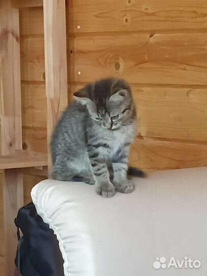 Вислоухий котёнок