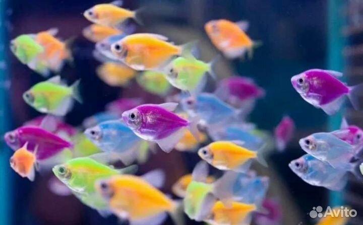 Аквариумные рыбки, тернеция