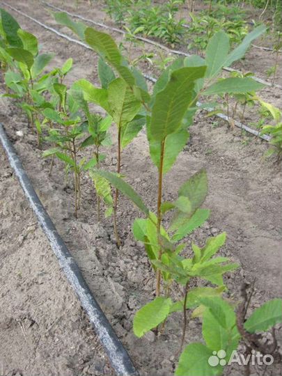 Растения для сада