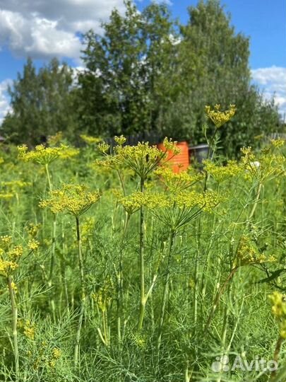Укроп зонтики свежий