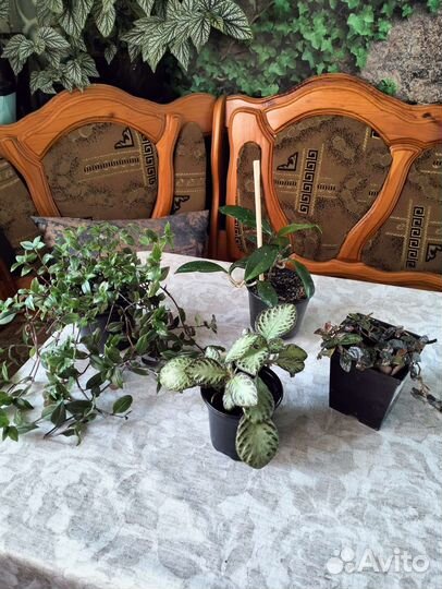 Цветы комнатные ампельные Традесканция,хойя и др