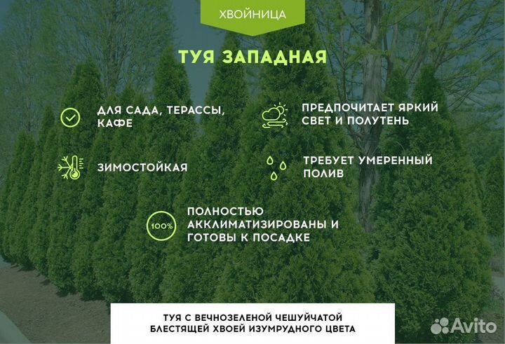 Туя Западная Колумна