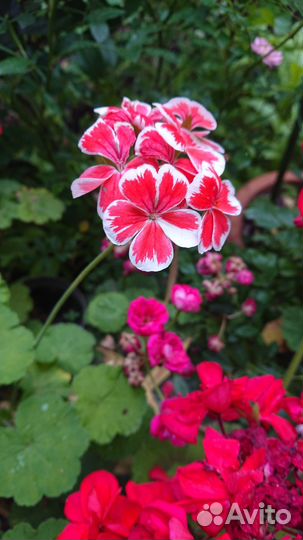 Пеларгония герань сортовая