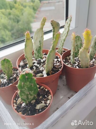 Суккуленты и не только