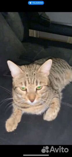 Кошечка бенгал