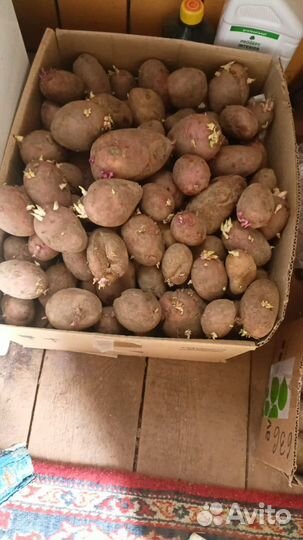 Рассада картошки 2,5 ведра