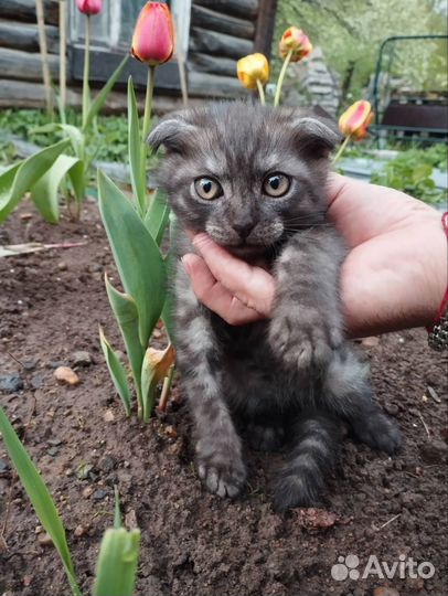 Шотландский вислоухий котенок