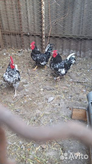 Молодые петухи