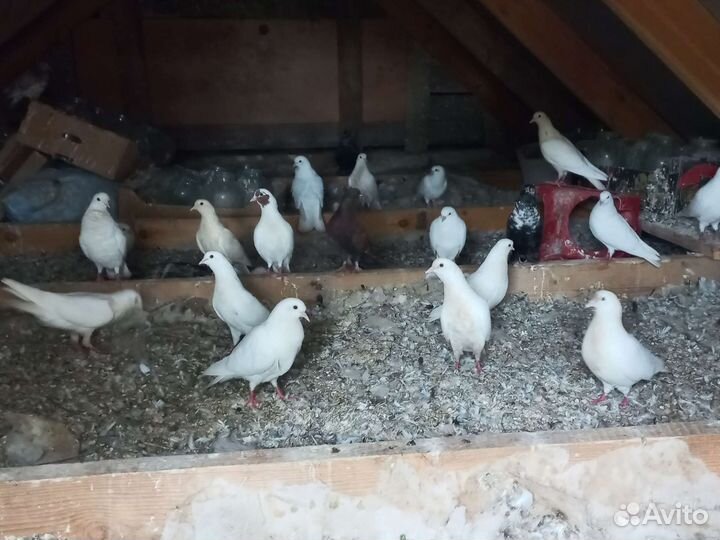 Продажа голубей