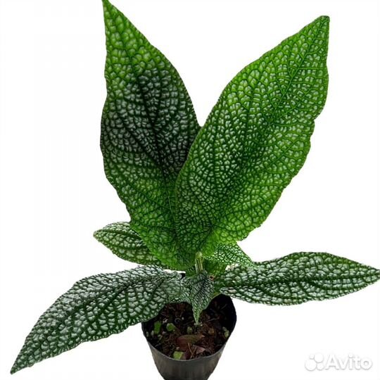 Piper sp Amazonas Эквадор