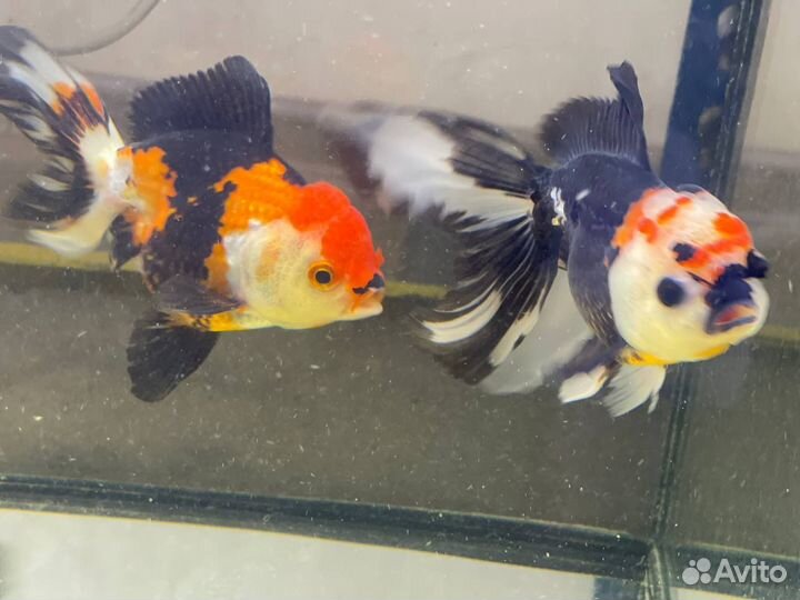 Аквариумные рыбки, корм, креветки