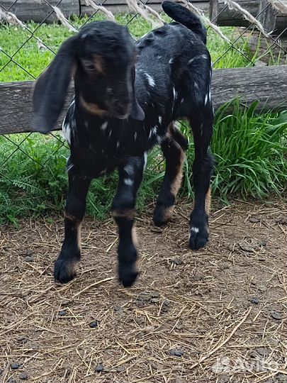 Продам козлят