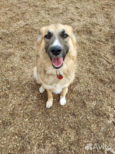 Лисочка метис лайки и овчарки ищет дом