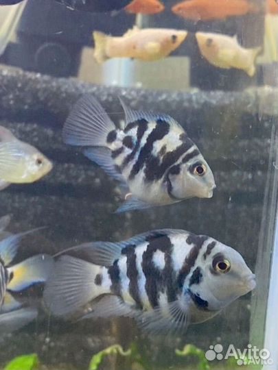 Рыбка сапфировый попугай