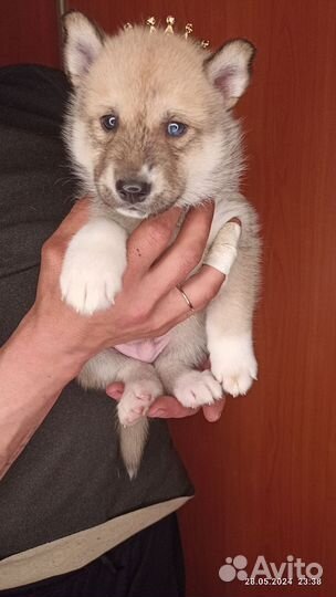 Очаровательные щеночки