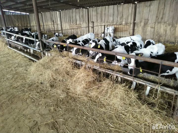 Бычки Телята