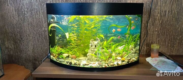 Аквариум панорамный на 120л