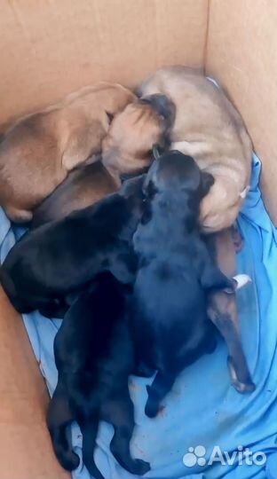 Щенки ротвейлера