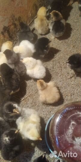 Цыплята суточные