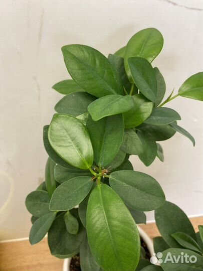 Фикус микрокарпа