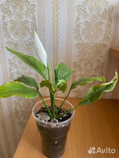 Спатифиллум, 