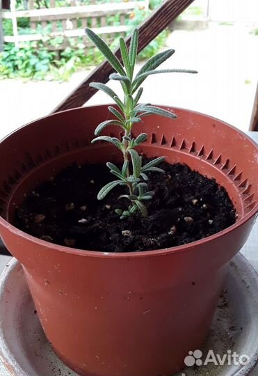 Зелень, рассада