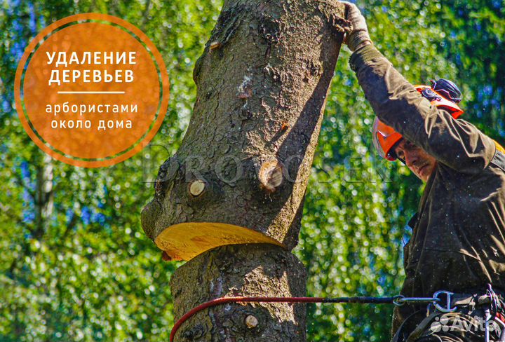 Валка, спил, обрезка, удаление деревьев Лотошино