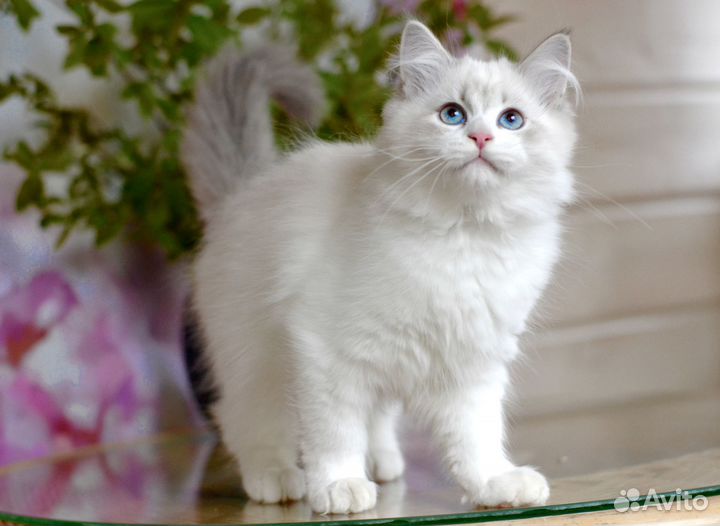 Котёнок из питомника