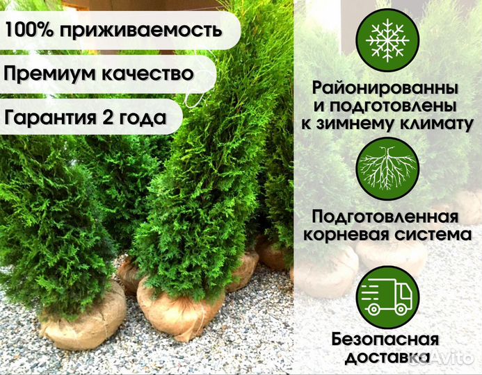 Туя Западная 1,85 м оптом из питомника Доставка