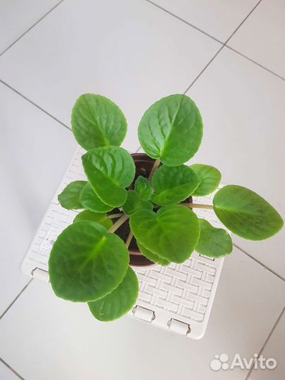 Фиалка в горшках