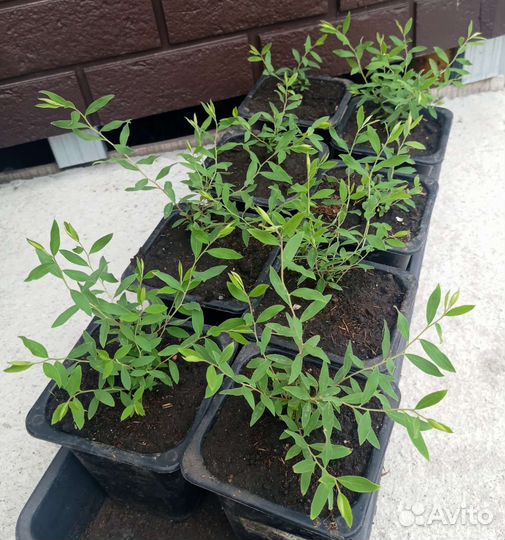 Спирея грефшейм