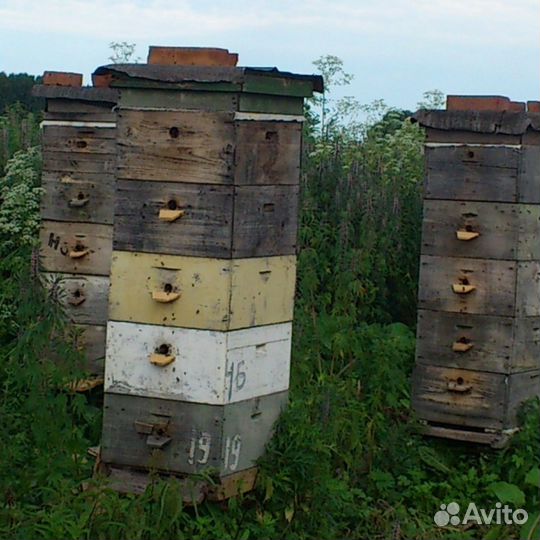 Продам пчелосемьи