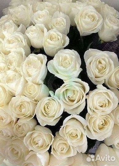 Высокие розы Гигантские Розы 150 160 170 180 190см