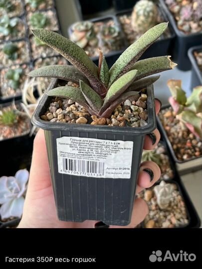Суккулент гастерия алое кактус крассула
